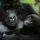 Illustration for article titled Gorillas Dismantle Poachers Traps on First Leg of World Comeback Tour